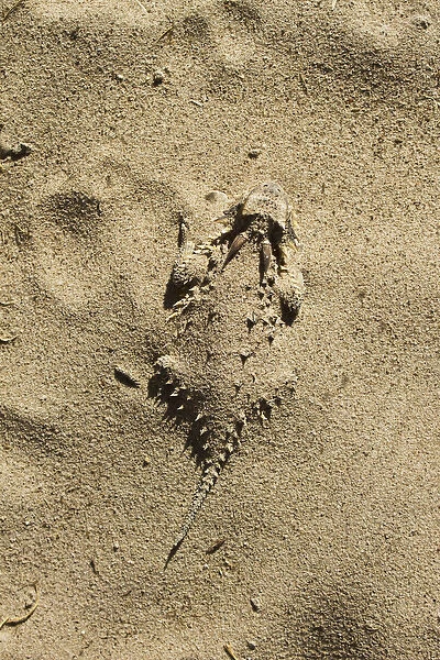 Texas Horned Lizard (Phrynosoma cornutum) hiding in sand, south Texas