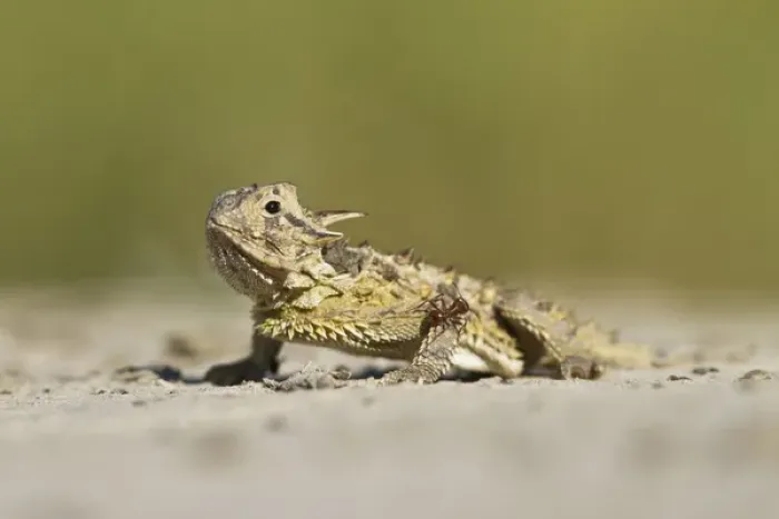 Framed Print : Texas Horned Lizard (Phrynosoma cornutum) hiding in sand, south Texas Framed Print : Texas Horned Lizard (Phrynosoma cornutum) hiding in sand, south Texas