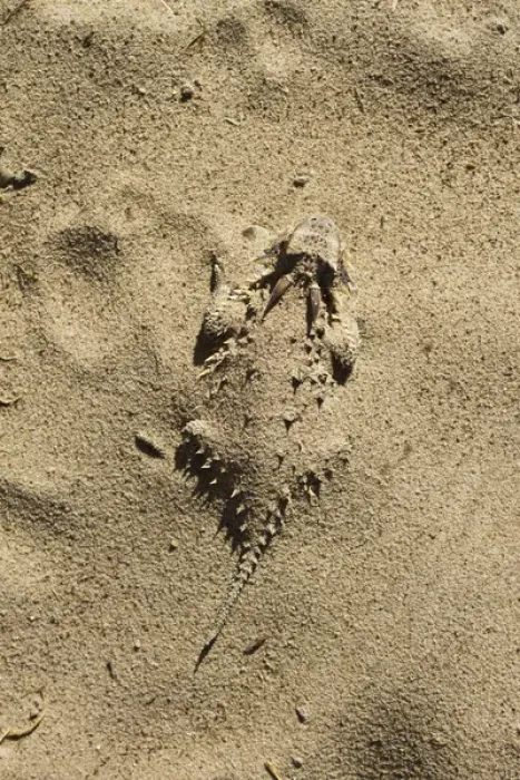 Framed Print : Texas Horned Lizard (Phrynosoma cornutum) hiding in sand, south Texas