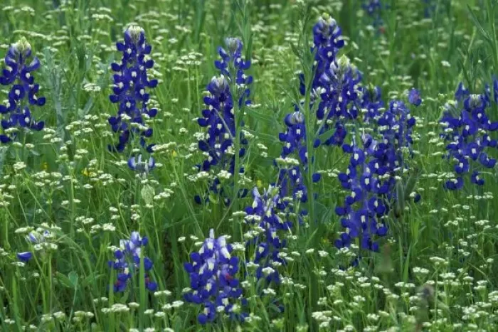 Framed Print : Texas, Lake Buchanan. Texas Bluebonnet and Wild Buckwheat (Lupinus texensis  /  Erigonum)
