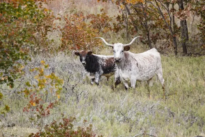 Framed Print : Texas Longhorn cattle in grassland