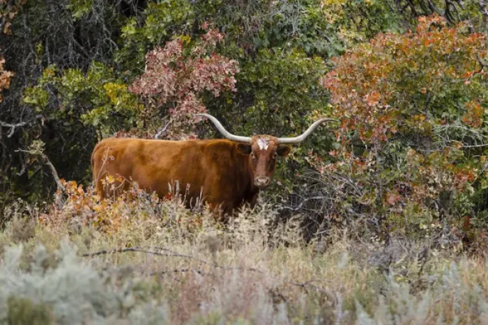Framed Print : Texas Longhorn cattle in grassland Framed Print : Texas Longhorn cattle in grassland