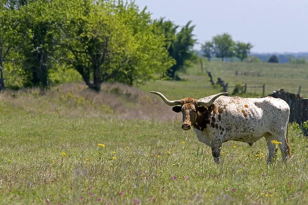 Texas longhorn graze in Washington County, Texas