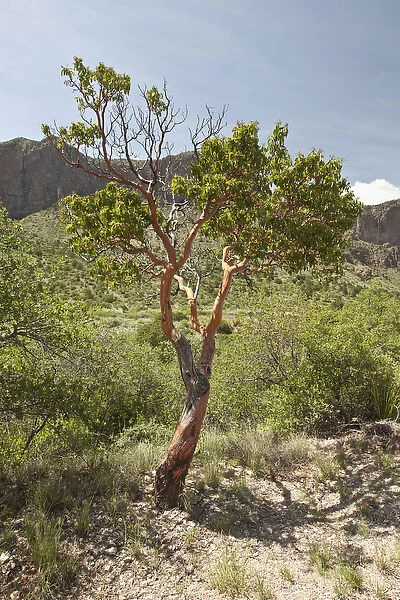 Texas Madrone (Arbutus xalapensis), Chisos Mountains, Big Bend National Park, Texas, USA