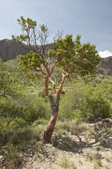 Framed Print : Texas Madrone (Arbutus xalapensis), Chisos Mountains, Big Bend National Park, Texas, USA Framed Print : Texas Madrone (Arbutus xalapensis), Chisos Mountains, Big Bend National Park, Texas, USA