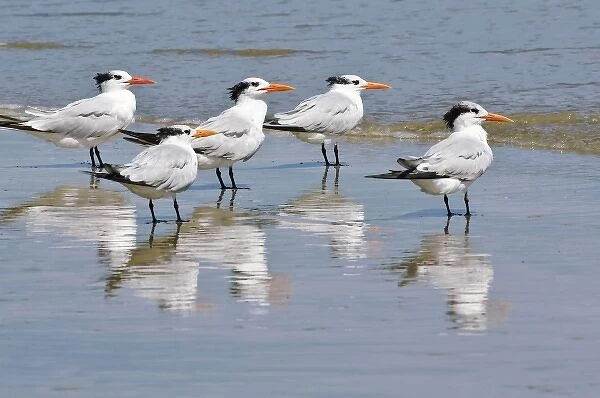 Texas, Padre Island. SHore birds in Padre Island National Seashore