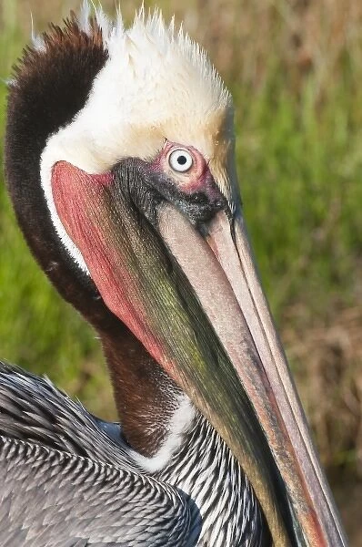 Texas, Port Aransas. Brown Pelican at Leonabelle Turnbull Birding Center