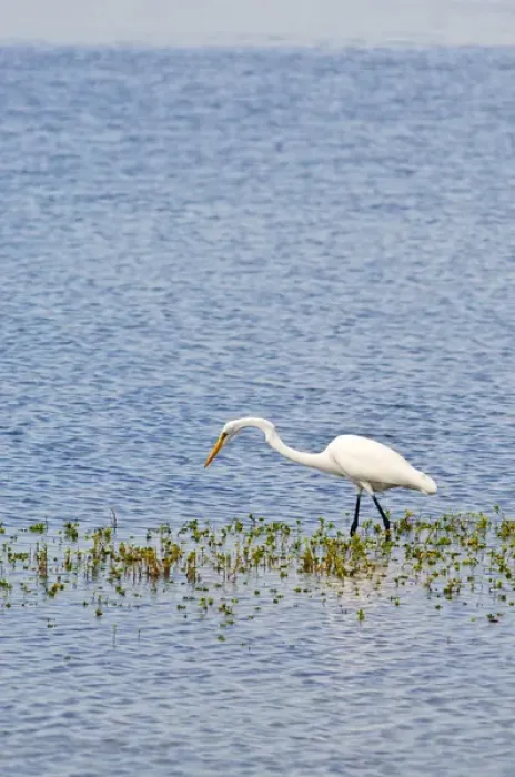 Framed Print : Texas, Port Aransas. Great white egret at the Aransas National Wildlife Refuge Framed Print : Texas, Port Aransas. Great white egret at the Aransas National Wildlife Refuge