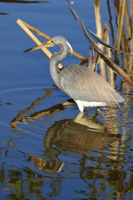Framed Print : Texas, Port Aransas. Tri-color Heron at Leonabelle Turnbull Birding Center Framed Print : Texas, Port Aransas. Tri-color Heron at Leonabelle Turnbull Birding Center