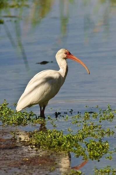 Texas, Port Aransas. WHite ibis at Leonabelle Turnbull Birding Center