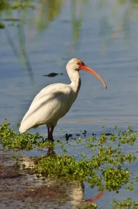 Framed Print : Texas, Port Aransas. WHite ibis at Leonabelle Turnbull Birding Center Framed Print : Texas, Port Aransas. WHite ibis at Leonabelle Turnbull Birding Center