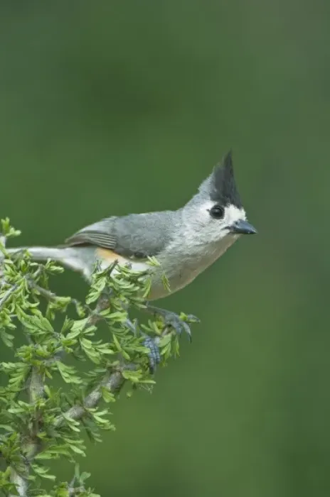 Framed Print : Texas, Rio Grande Valley, Black-crested Titmouse (Baeolophus atricristatus) Framed Print : Texas, Rio Grande Valley, Black-crested Titmouse (Baeolophus atricristatus)