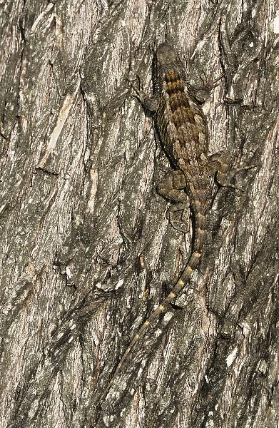 Texas Spiny Lizard, Sceloperus olivaceus, adult on Mesquite tree bark, Willacy County