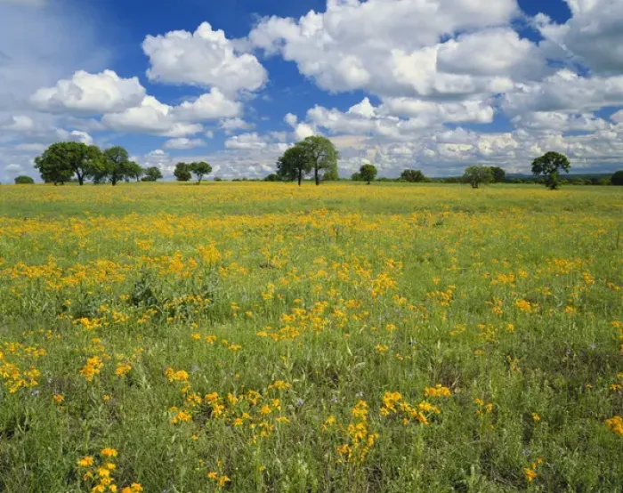 Framed Print : Texas, Texas Hill Country, Field of flowers and trees with cloudy sky Framed Print : Texas, Texas Hill Country, Field of flowers and trees with cloudy sky