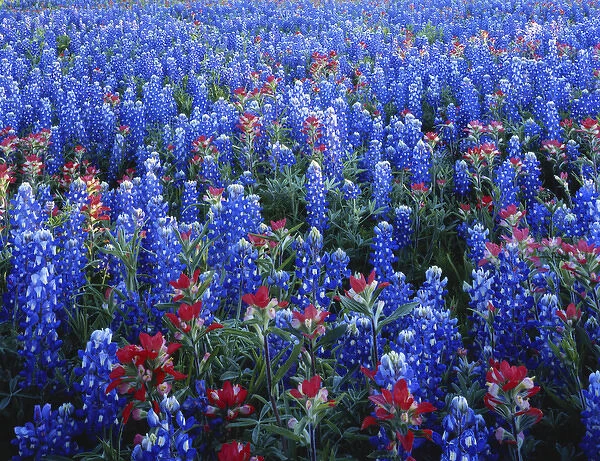 Texas, Texas Hill Country, Texas Paintbrush and Bluebonnets flowers growing in field