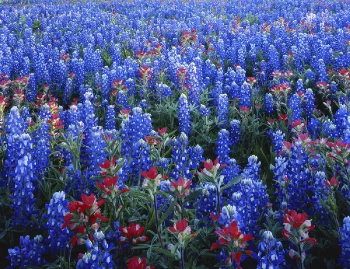 Framed Print : Texas, Texas Hill Country, Texas Paintbrush and Bluebonnets flowers growing in field