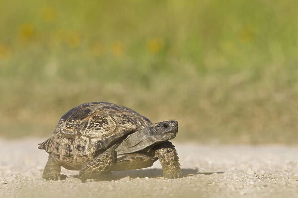 Texas Tortoise (Gopherus berlandieri) walking, Texas