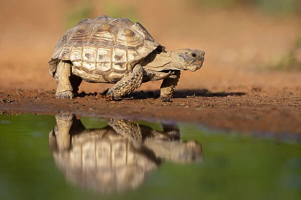Texas Tortoise (Gopherus berlandieri) walking