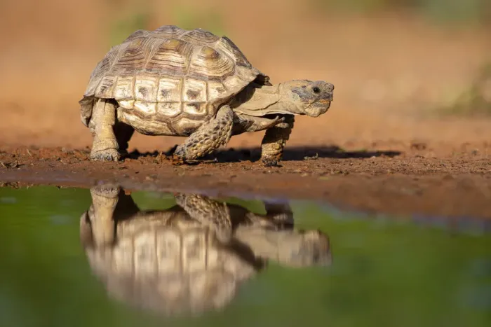 Framed Print : Texas Tortoise (Gopherus berlandieri) walking Framed Print : Texas Tortoise (Gopherus berlandieri) walking