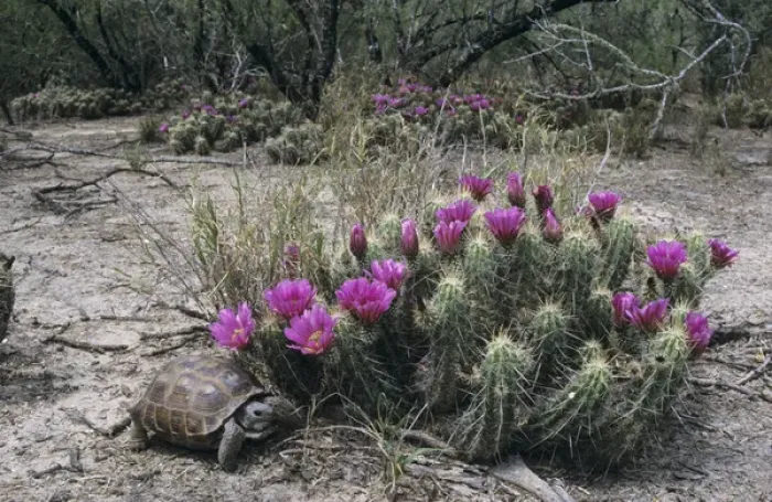 Framed Print : Texas Tortoise, Gopherus berlandieriadult, walking next to Strawberry Hedgehog (Echinocereus Framed Print : Texas Tortoise, Gopherus berlandieriadult, walking next to Strawberry Hedgehog (Echinocereus