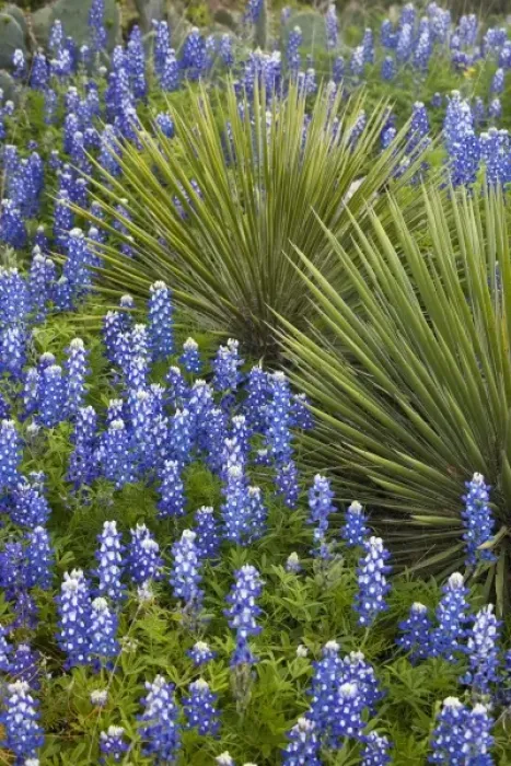 Framed Print : Texas, USA. Bluebonnets (Lupinus texensis) Surrounding a Yucca Shrub Framed Print : Texas, USA. Bluebonnets (Lupinus texensis) Surrounding a Yucca Shrub