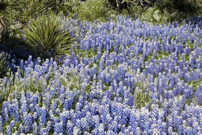 Framed Print : Texas, USA, North America. Bluebonnets (Lupinus texensis) Surrounding a Yucca Shrub Framed Print : Texas, USA, North America. Bluebonnets (Lupinus texensis) Surrounding a Yucca Shrub