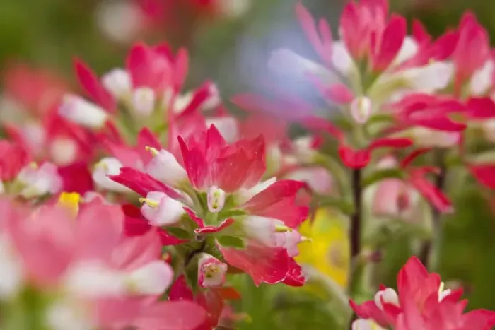 Framed Print : Texas, USA, North America. Field of indian paintbrush (Castilleja foliolosa) Framed Print : Texas, USA, North America. Field of indian paintbrush (Castilleja foliolosa)