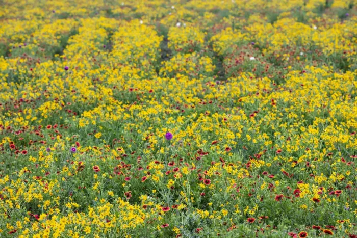 Framed Print : Texas Wildflowers