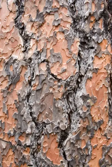 Framed Print : Texture and patterns in closeup of tree near Sedona, AZ