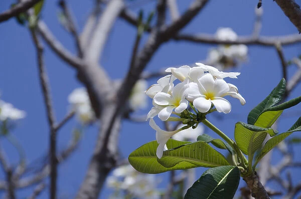 Thailand, Bangkok. Ayuthaya. White frangipani flowering tree