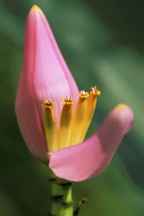 Framed Print : Thailand, Bangkok. Banana flower
