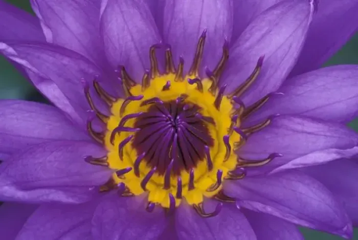 Framed Print : Thailand, Bangkok, Purple and yellow lotus flower