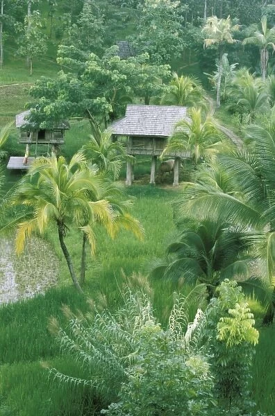 Thailand, Chiangmai. Rice paddies and palm trees