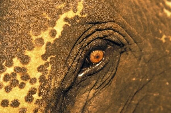 Thailand. Elephant eye