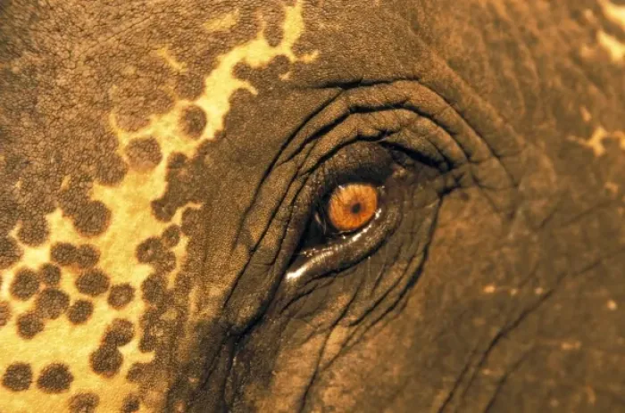 Framed Print : Thailand. Elephant eye Framed Print : Thailand. Elephant eye
