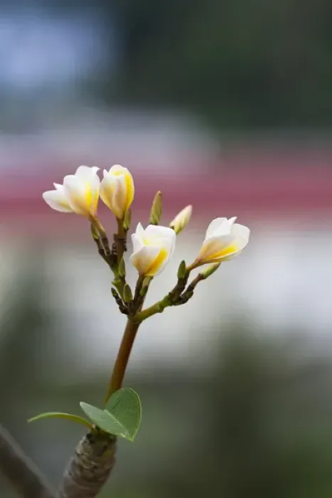 Framed Print : A thailand flower Framed Print : A thailand flower