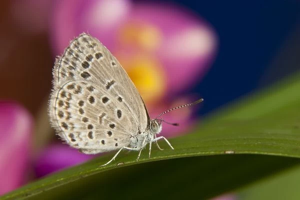 Thailand, Khon Kaen, The pale grass blue Butterfly (Pseudoszizeeria maha maha) on Leaf