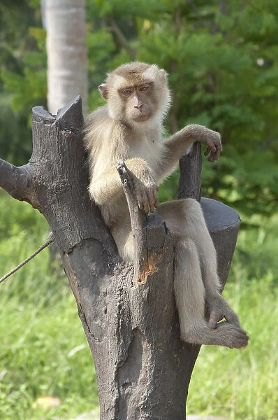 Thailand, Ko Samui. Coconut plantation, macaque monkey trained to drop coconuts