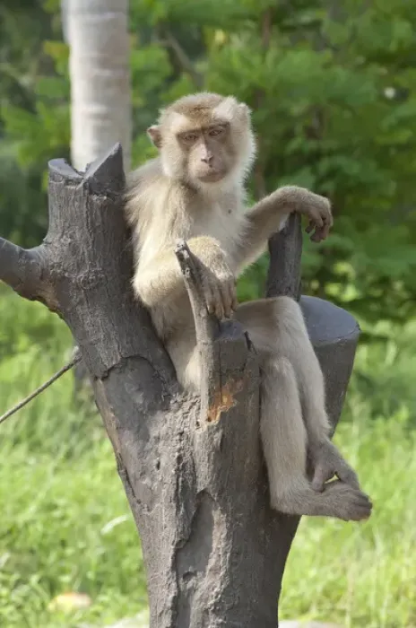 Framed Print : Thailand, Ko Samui. Coconut plantation, macaque monkey trained to drop coconuts