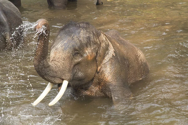 Thailand, Maesa Elephant Camp. Trainers bathe elephants in the river