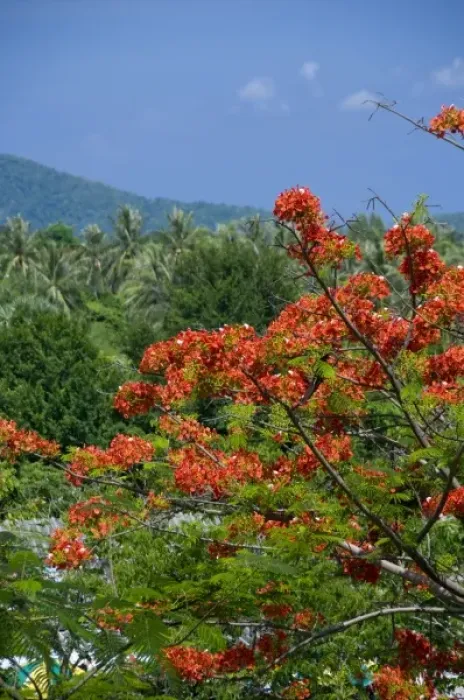 Framed Print : Thailand, Phuket. Thailands largest island. Lush tropical countryside views from Promthep Cape Framed Print : Thailand, Phuket. Thailands largest island. Lush tropical countryside views from Promthep Cape