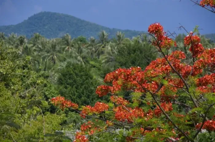 Framed Print : Thailand, Phuket. Thailands largest island. Lush tropical countryside views from Promthep Cape