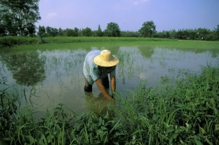 Framed Print : Thailand, Sukhothai. Rice farmer. MR Framed Print : Thailand, Sukhothai. Rice farmer. MR