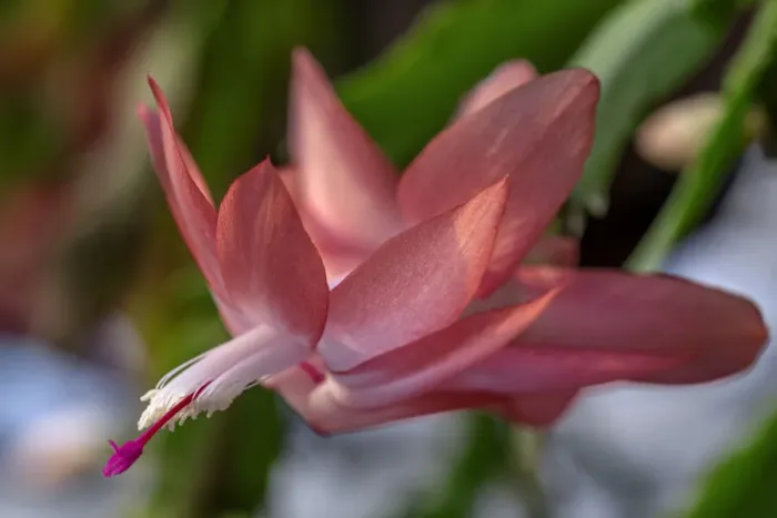 Framed Print : Thanksgiving Cactus Framed Print : Thanksgiving Cactus