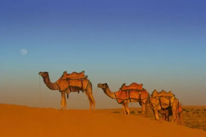 Framed Print : Thar desert, Rajasthan India. Camels along the sandunes at moon rise in the Thar desert