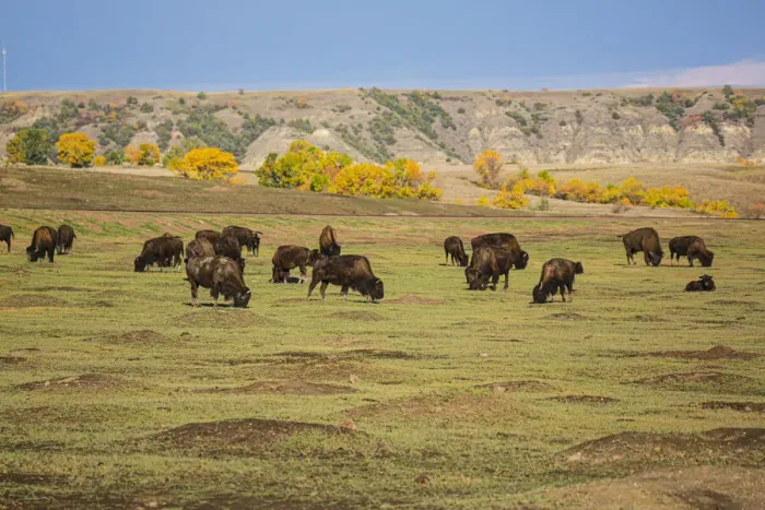 Framed Print : Theodore Roosevelt National Park, North Dakota, USA. American Bison calves