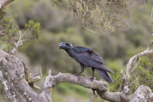 Thick-billed raven (Corvus crassirostris) in the highlands of Ethiopia, Thick-billed