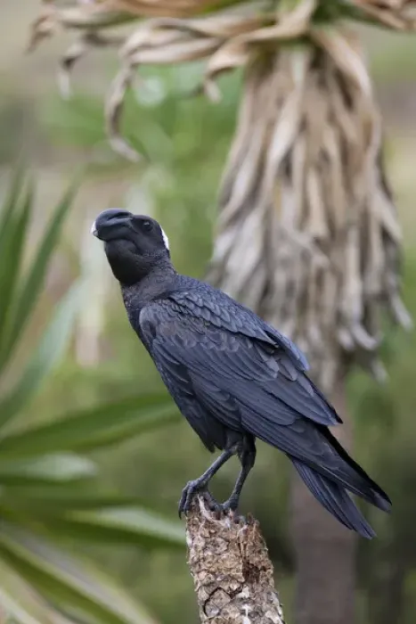 Framed Print : Thick-billed raven (Corvus crassirostris) in the highlands of Ethiopia, sitting