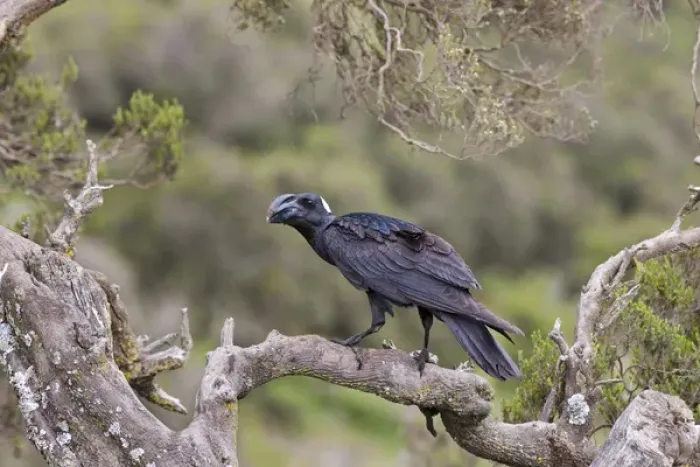 Framed Print : Thick-billed raven (Corvus crassirostris) in the highlands of Ethiopia, Thick-billed Framed Print : Thick-billed raven (Corvus crassirostris) in the highlands of Ethiopia, Thick-billed
