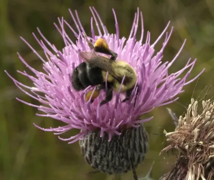 Framed Print : Thistle and bumble bee Framed Print : Thistle and bumble bee